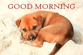 Sad Puppy Good Morning Photo Pictures Free Download