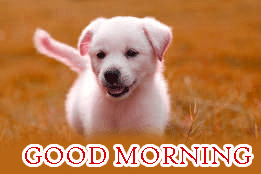 Puppy dog hd good morning photo pics free download