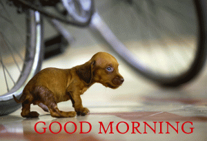 Puppy Good Morning Wallpaper Download For Whatsaap