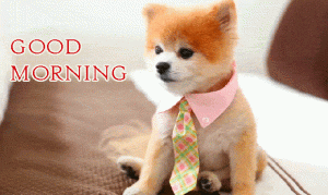 Puppy Good Morning Photo Pictures free Download