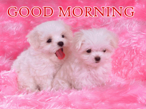 Cute Dog Good Morning Photo Pictures Download