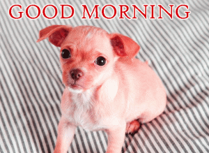 Puppy Good Morning Wallpaper free Download