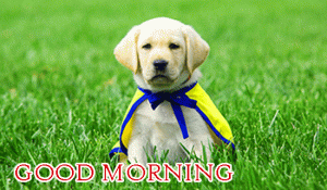 Latest Free Puppy Good Morning Photo Pics Dwnloaod