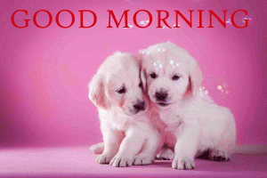 Latest HD Puppy Good Morning Photo pics free Download