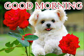 Puppy Good Morning Photo Pics Download With Flower