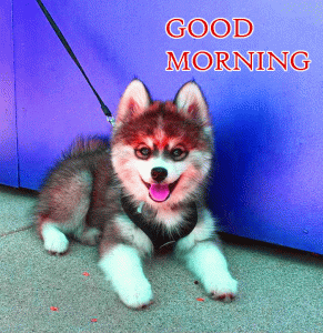 Good Morning Photo Pics With Dog