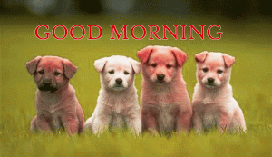 Puppy Good Morning Photo Pictures For Whatsaap