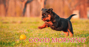Puppy Good Morning Photo picture Download