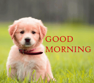 Puppy HD Good Morning Wallpaper Free Download