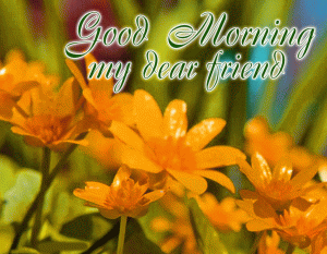 Spring Good Morning Image Wallpaper pics Download 