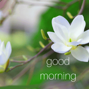 Spring Good Morning Image Photo Pictures Download