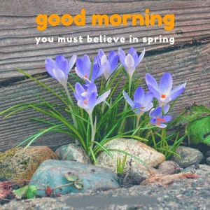 Spring Good Morning Image Photo Pictures Download
