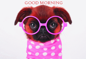Stylish Puppy Good Morning Photo Pics Free Download
