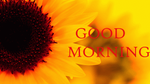 Sunflower Good Morning Images Photo pictures Download