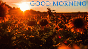 Sunflower Good Morning Images For Whatsaap