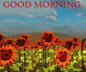 Sunflower Good Morning HD Photo Pictures Download