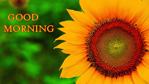 Sunflower Good Morning Images Photo pics Download