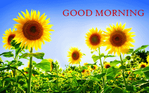 Sunflower Good Morning HD Images Photo Pictures Download