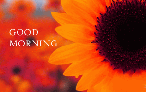 Sunflower Good Morning Images Photo Pics Download For Whatsaap