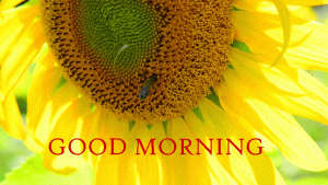 Sunflower Good Morning Photo pictures Download