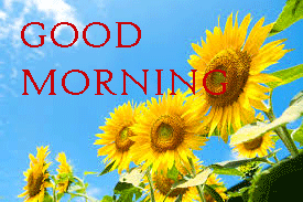 Sunflower Good Morning Images Photo Pictures For Whatsaap