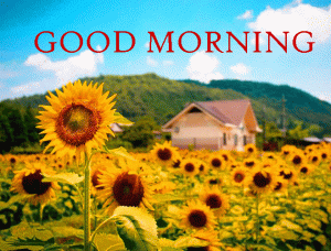 Sunflower Good Morning Wallpaper Photo Pictures Download