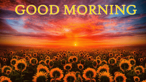 Sunflower Good Morning Images Photo pictures Download