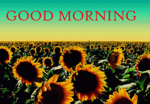 Sunflower Good Morning Wallpaper pictures Download In HD