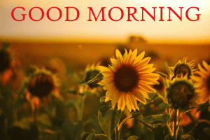 Sunflower Good Morning Photo Pictures Images Download In HD