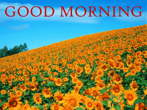 Sunflower Good Morning Photo pictures Free Download For Whatsaap