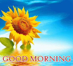 Sunflower Good Morning hd Images Pictures Photo Download