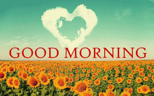 Sunflower Good Morning Photo Pics Download