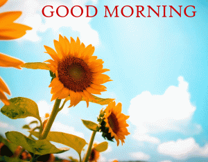 Sunflower Good Morning images pictures photo downlaod 