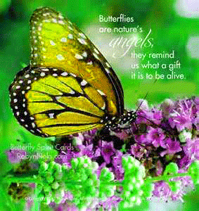 Good Morning Images Photo Pics With Butterfly