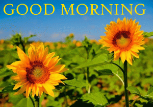 Sunflower Good Morning HD Images Download