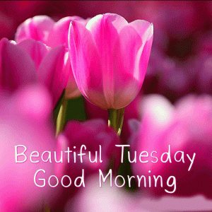  Good Morning Tuesday Images Free Download