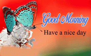 Butterfly Free Good Morning Photo Download