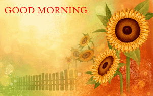 New Sunflower Good Morning Images Photo Pics Download