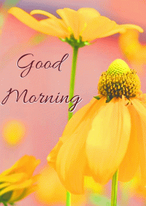 Tuesday Good Morning Pictures With Flower Free Download