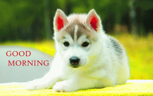 Free Cute Puppy Dog Good Morning Photo Pics Free Download