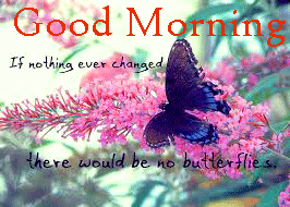 Butterfly Free Good Morning Images Pictures Download