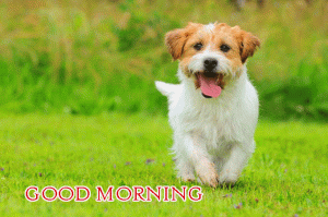 Puppy Good Morning Photo Picture Download