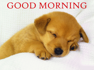Puppy Good Morning Photo Pic Download In HD