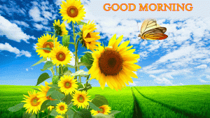 Sunflower Good Morning Photo Pictures Download In HD