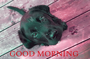 Black Puppy Dog Good Morning Photo Pictures Download