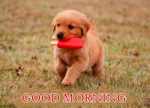 Cute Puppy Dog Good Morning Photo Pictures Download In HD