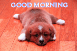 Free Puppy Good Morning Photo Picture Free Download