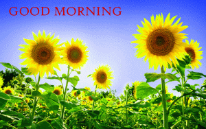 free hd Sunflower Good Morning photo pictures download