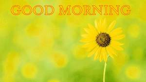 Sunflower Good Morning Images pictures Download