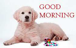 Puppy Free HD Good Morning Pictures Download